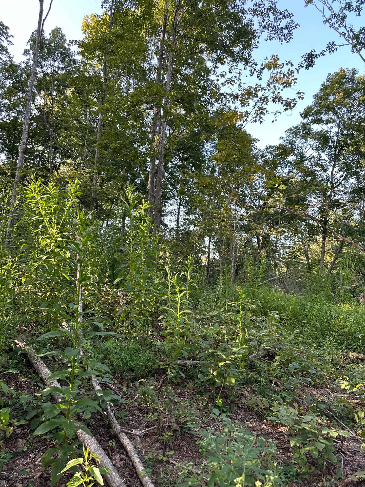 Acreage in Wayne County, Kentucky
