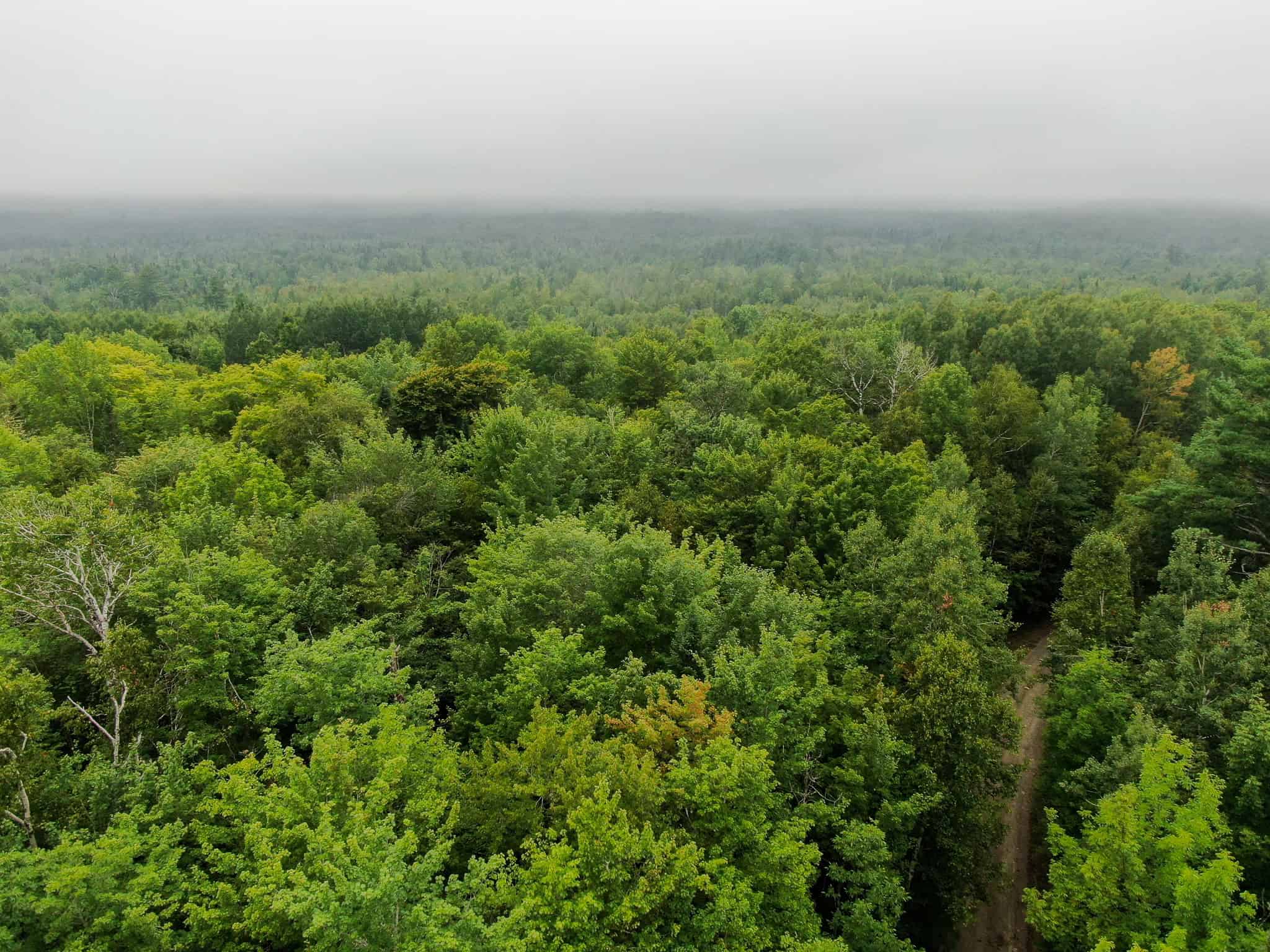 Affordable 20 Acres in the Woods