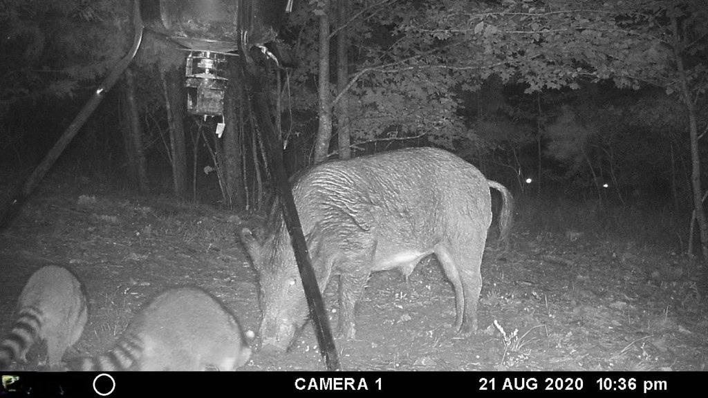 HUNTING PROPERTY FOR SALE IN TN WITH TIMBER AND BRANCH