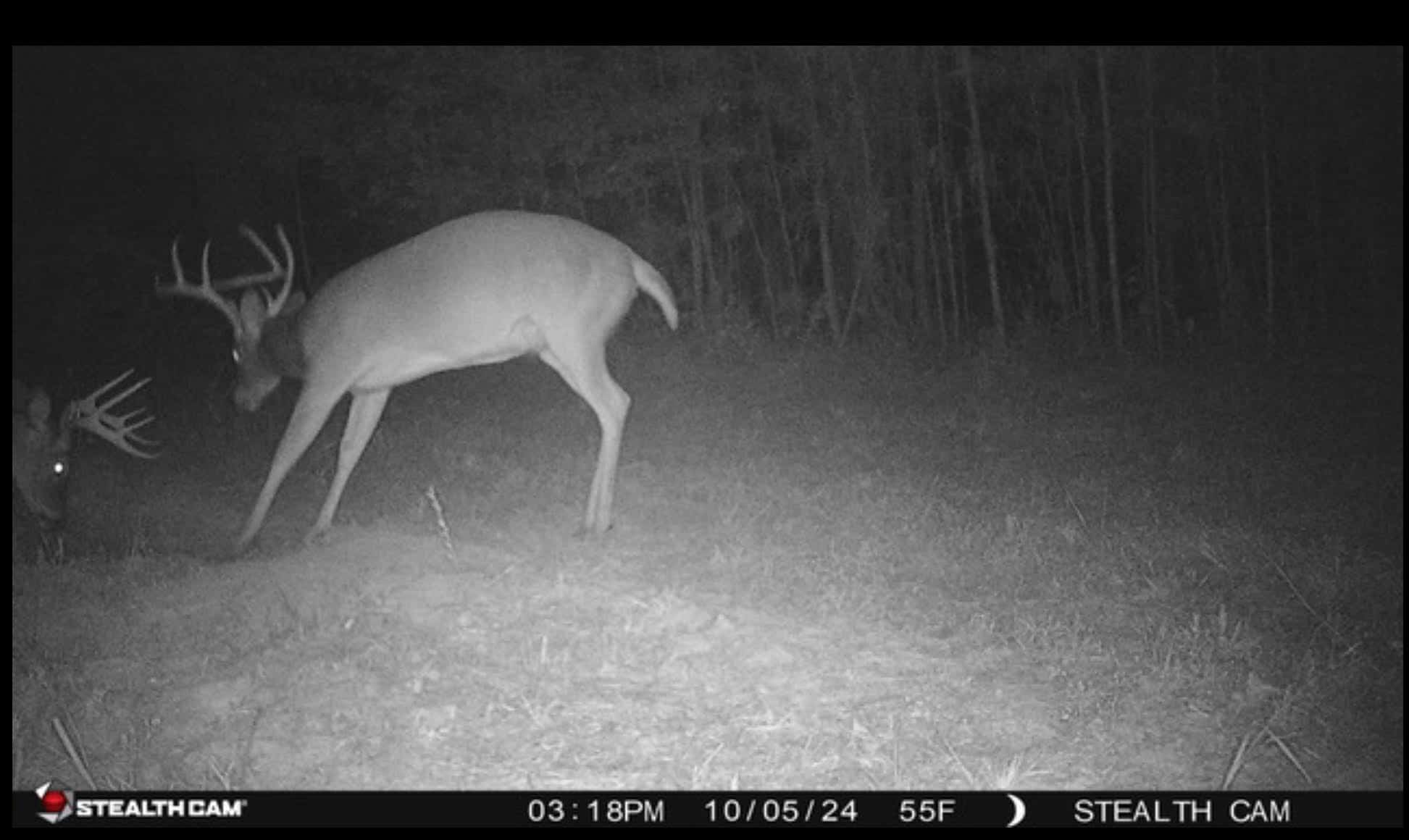 Hunting and Timberland for Sale in Claiborne County, MS