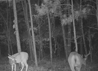McCurtain County Oklahoma Hunting Property