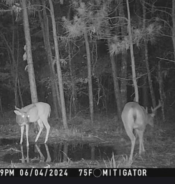 McCurtain County Oklahoma Hunting Property