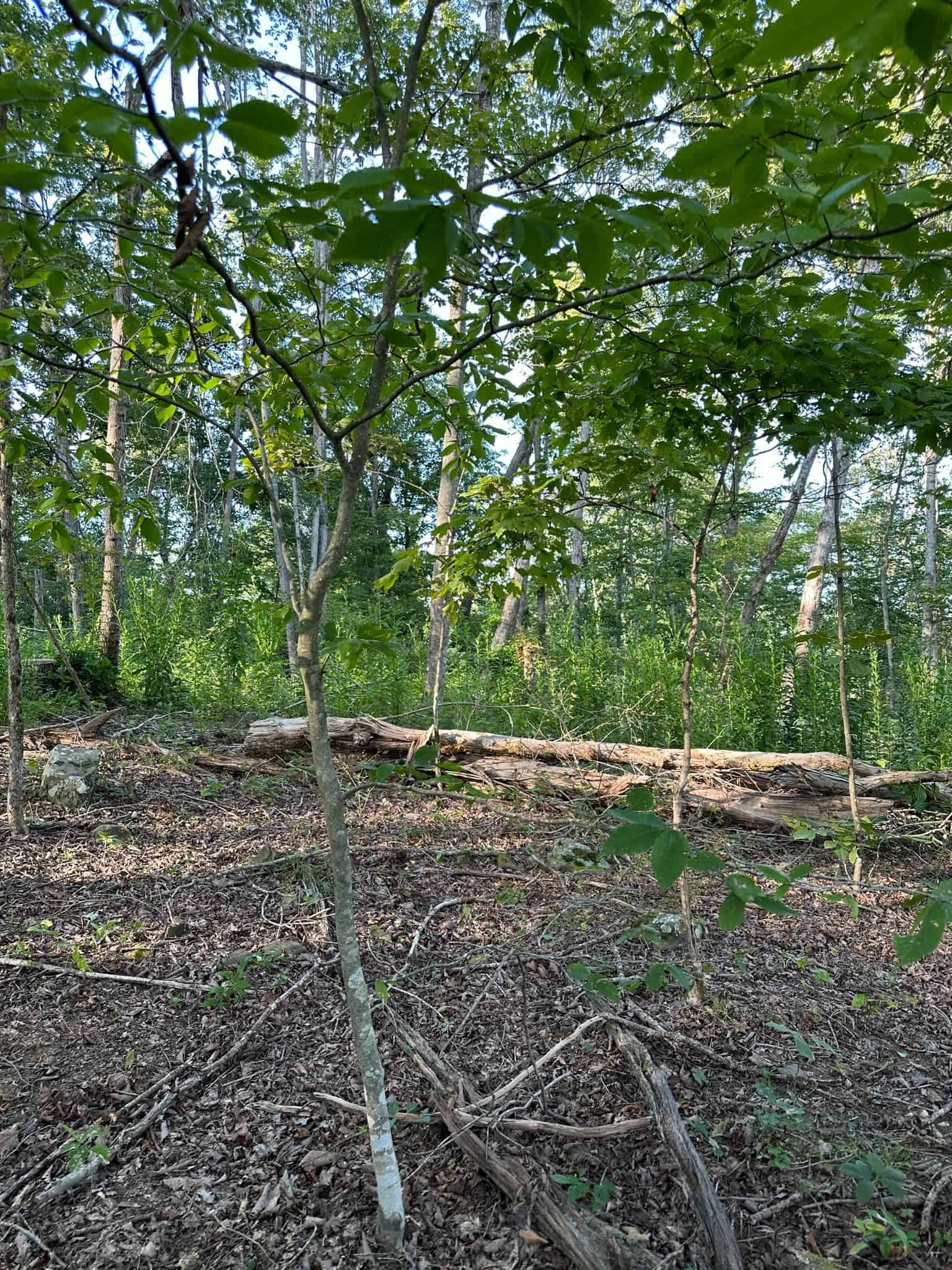 Acreage in Wayne County, Kentucky