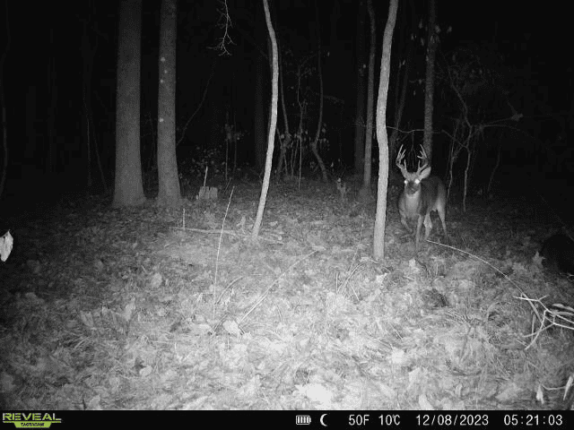 Wilkinson County Hunting Land Adjoining National Forest