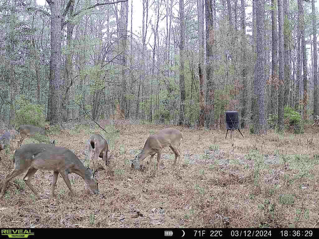 Wilkinson County Hunting Land Adjoining National Forest
