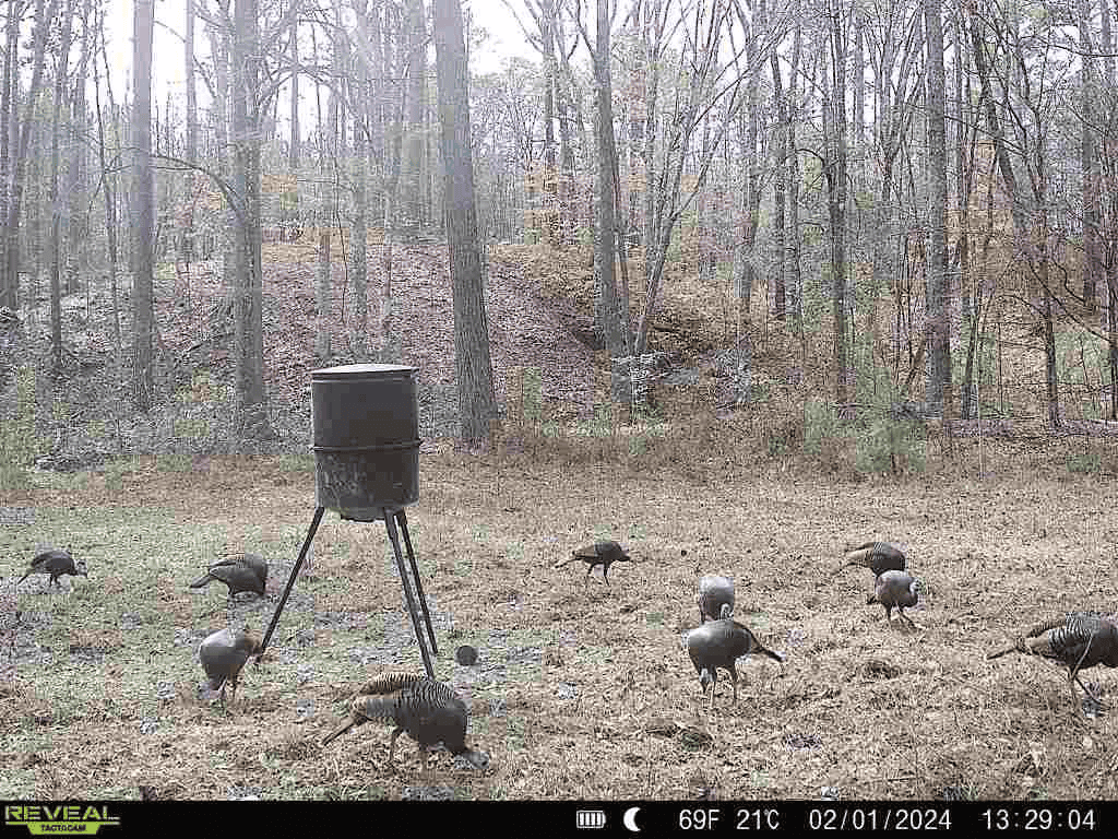 Wilkinson County Hunting Land Adjoining National Forest