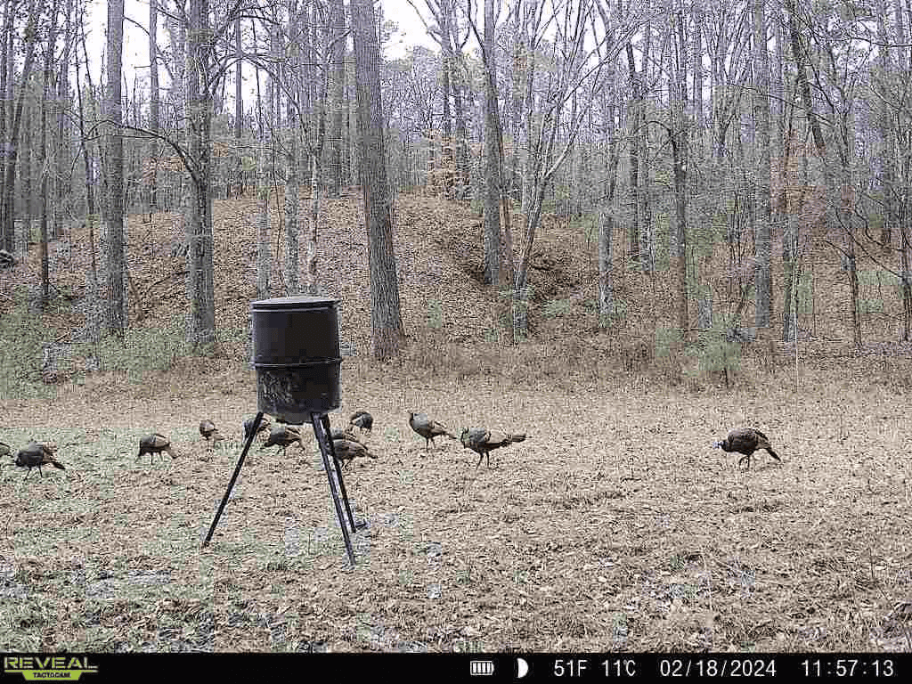 Wilkinson County Hunting Land Adjoining National Forest