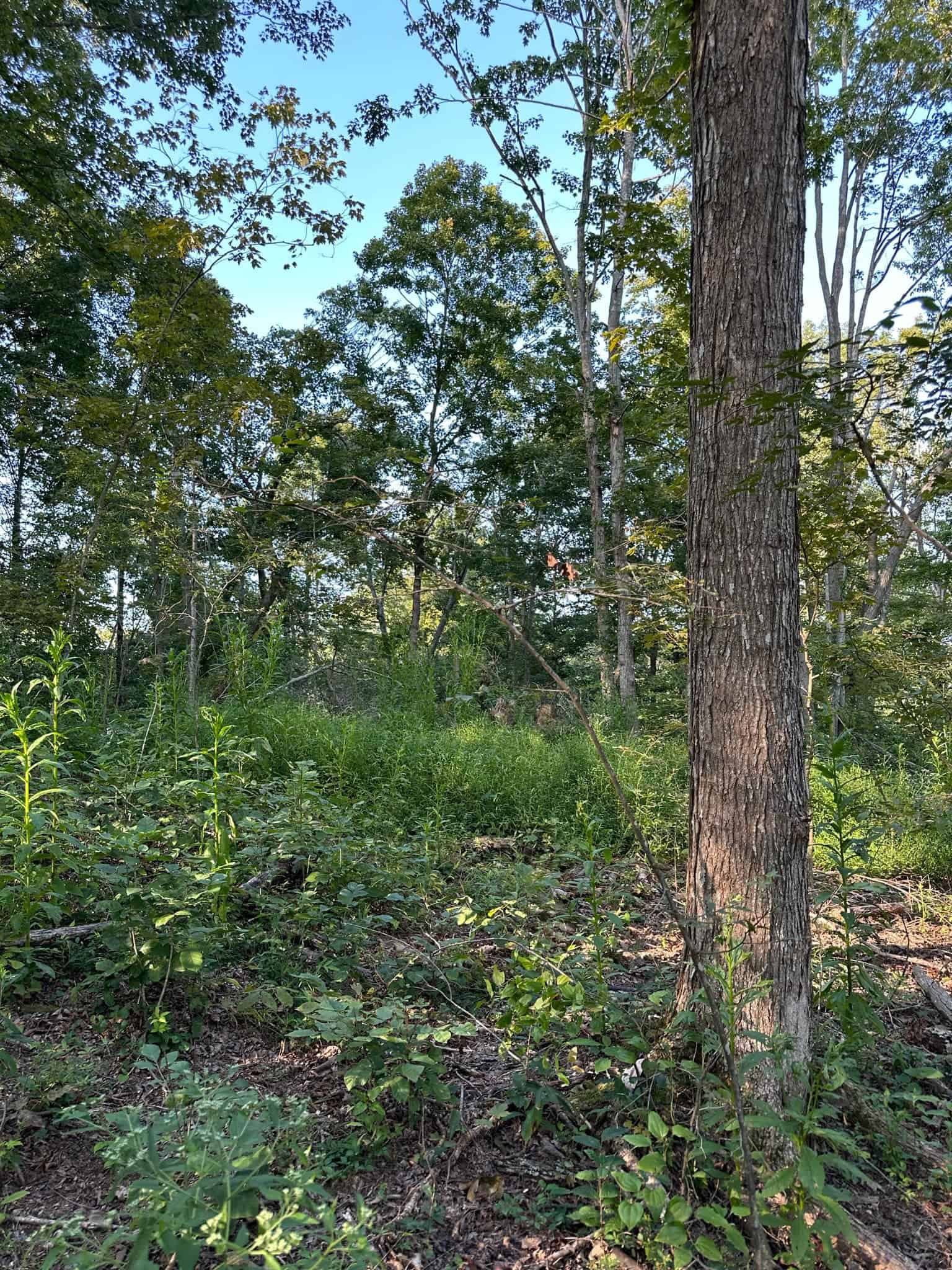 Acreage in Wayne County, Kentucky