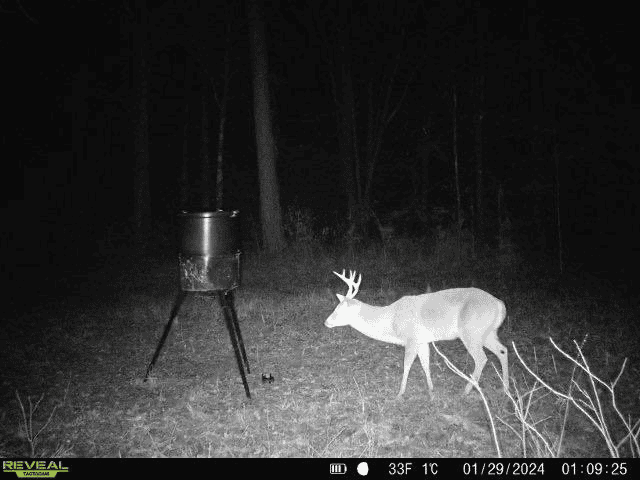 Wilkinson County Hunting Land Adjoining National Forest