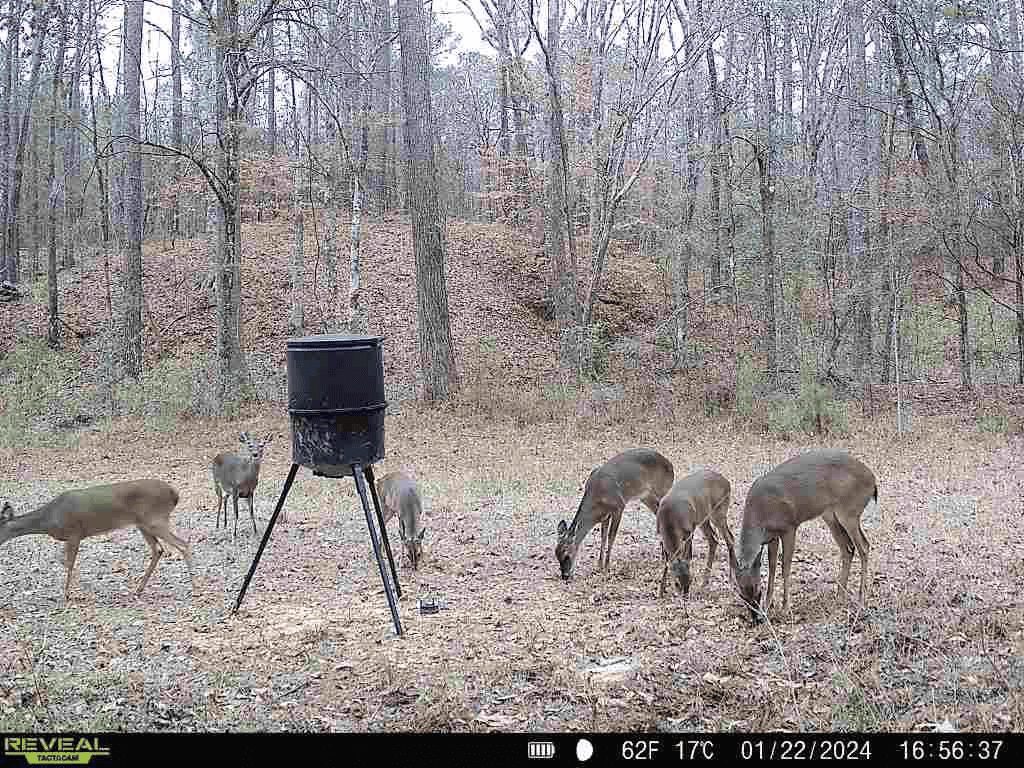 Wilkinson County Hunting Land Adjoining National Forest