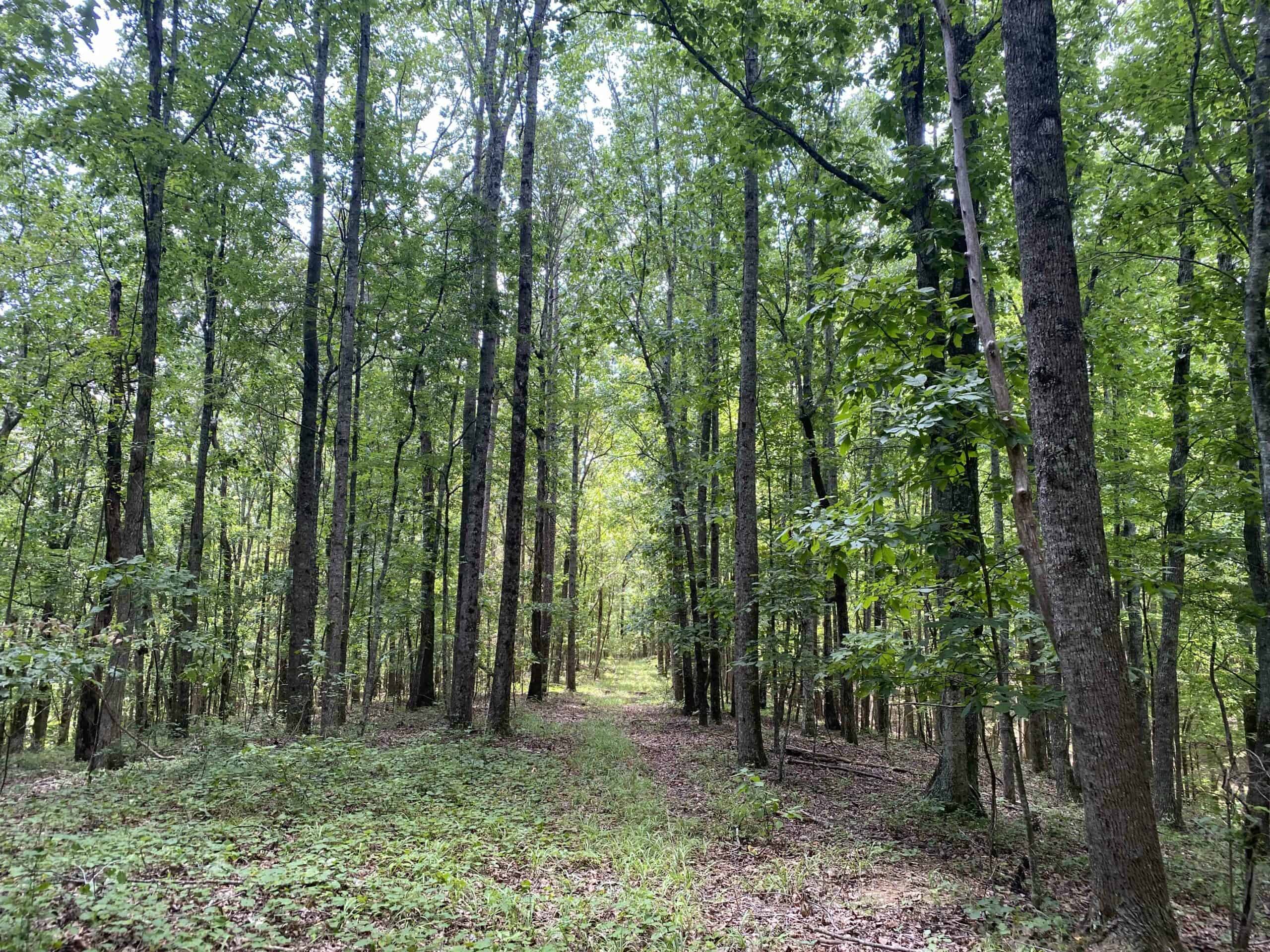 HUNTING PROPERTY FOR SALE IN TN WITH TIMBER AND BRANCH