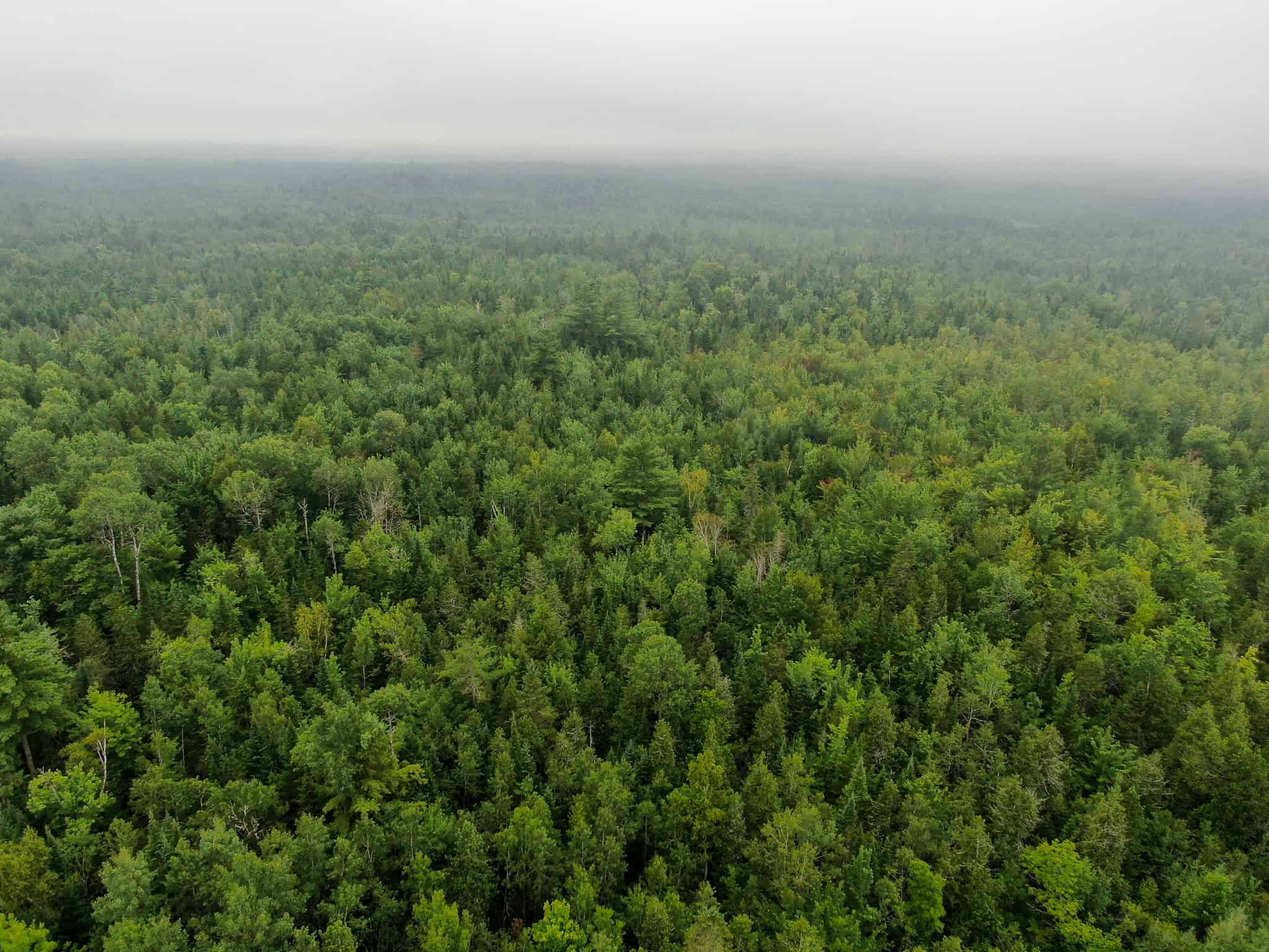 Affordable 20 Acres in the Woods