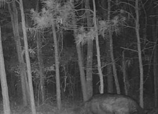 McCurtain County Oklahoma Hunting Property