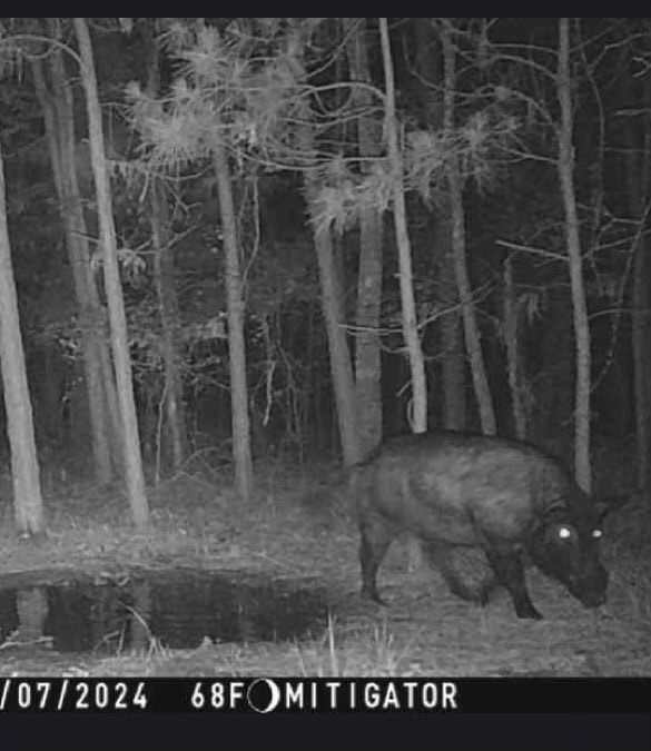McCurtain County Oklahoma Hunting Property