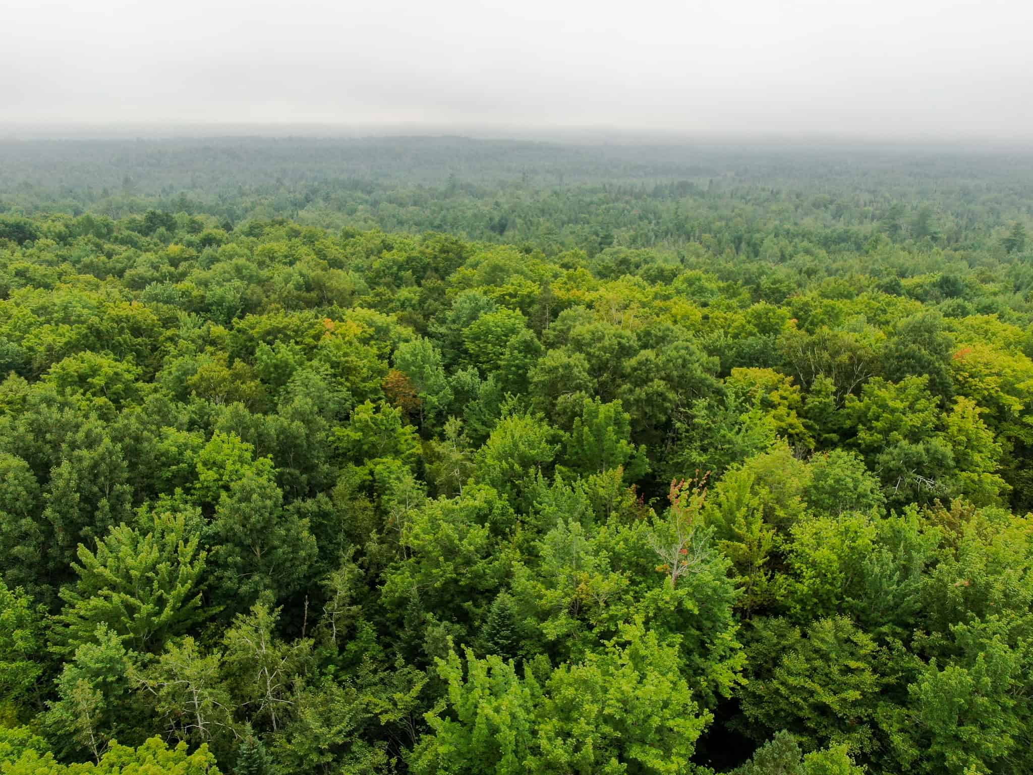 Affordable 20 Acres in the Woods