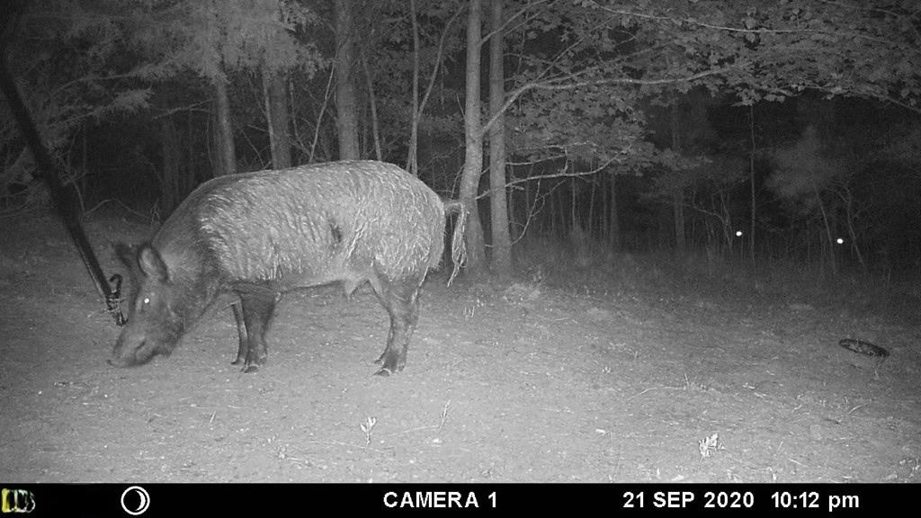 HUNTING PROPERTY FOR SALE IN TN WITH TIMBER AND BRANCH