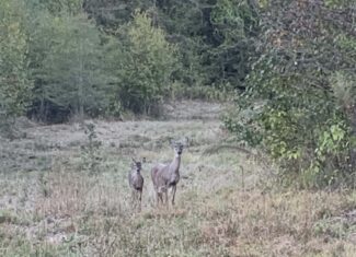 McCurtain County Oklahoma Hunting Property