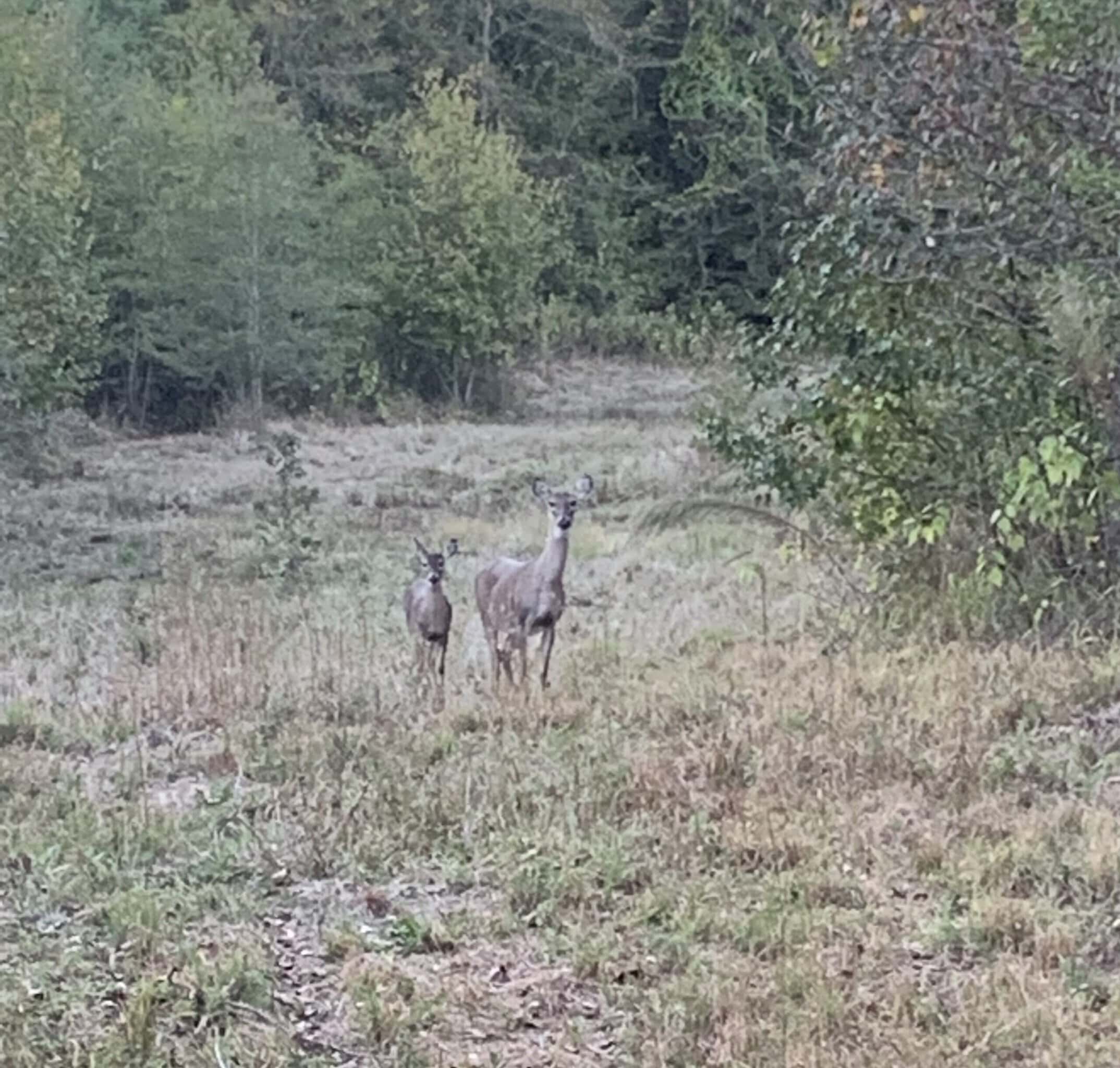 McCurtain County Oklahoma Hunting Property