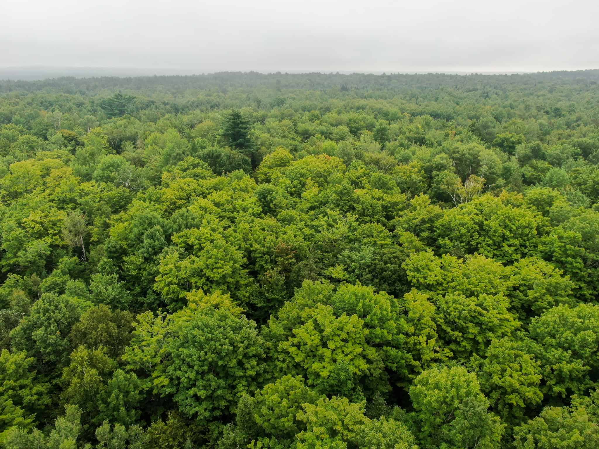 Affordable 20 Acres in the Woods