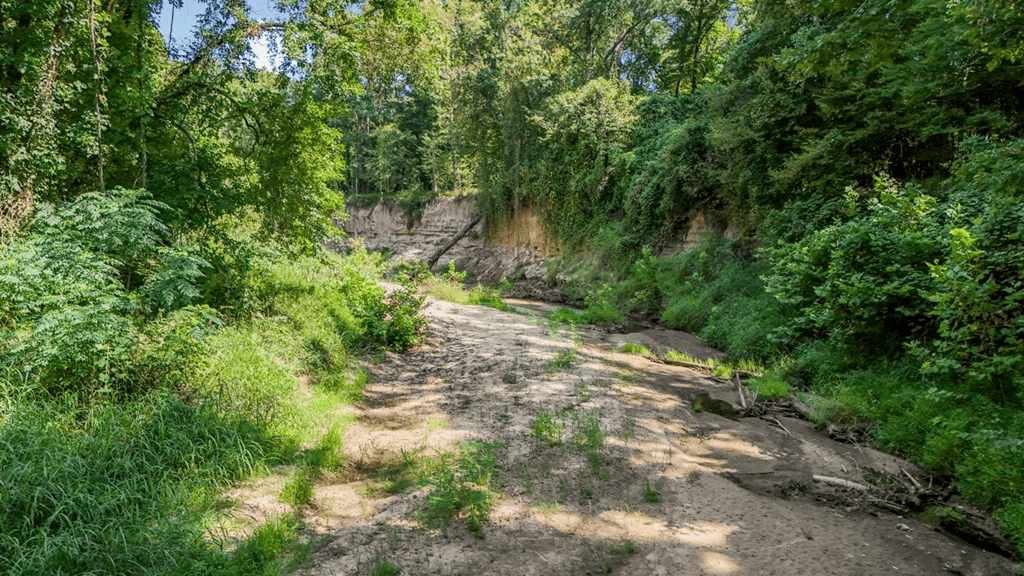 Hunting and Timberland for Sale in Claiborne County, MS
