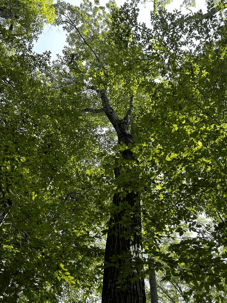 Welcome to Peaceful Perch In Alton, VA