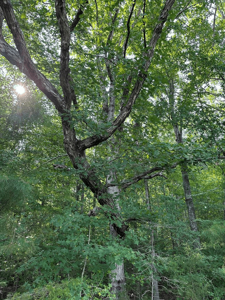Welcome to Peaceful Perch In Alton, VA