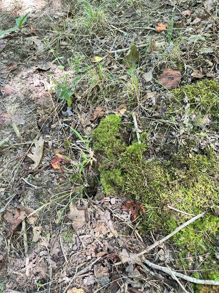 Prime 45-Acre Parcel in VA – Build, Hunt, Invest