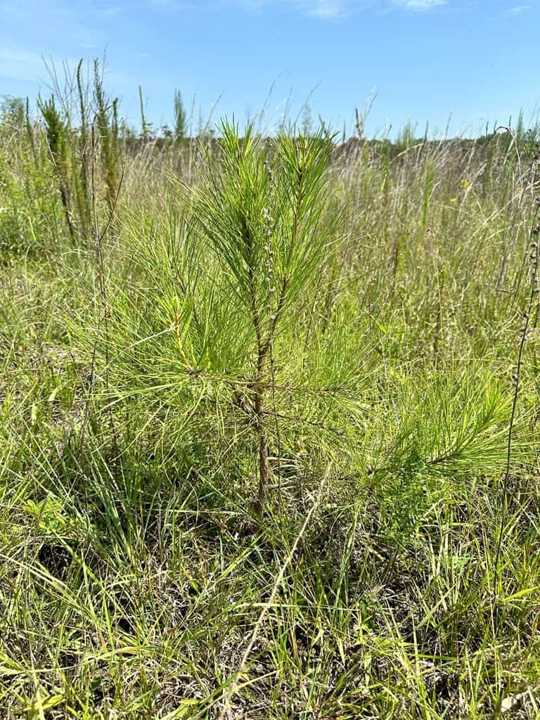 Prime 45-Acre Parcel in VA – Build, Hunt, Invest