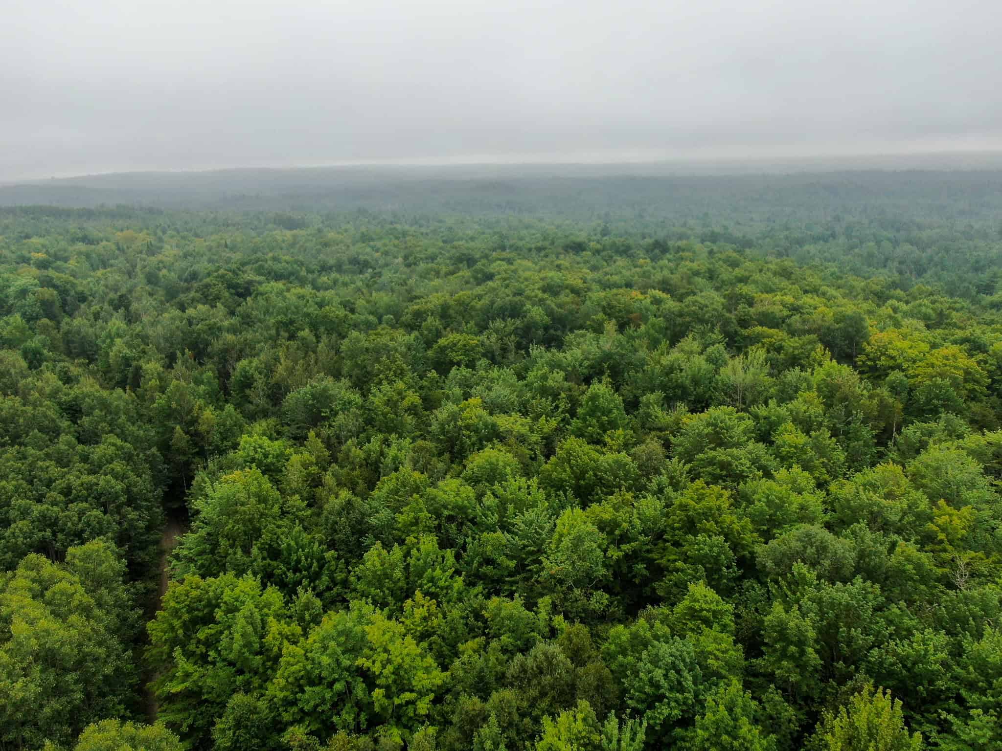 Affordable 20 Acres in the Woods