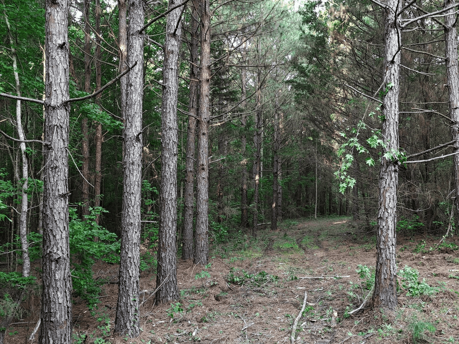 ±24.1 Acres Of East Texas Land With Insulated Shop And Pond