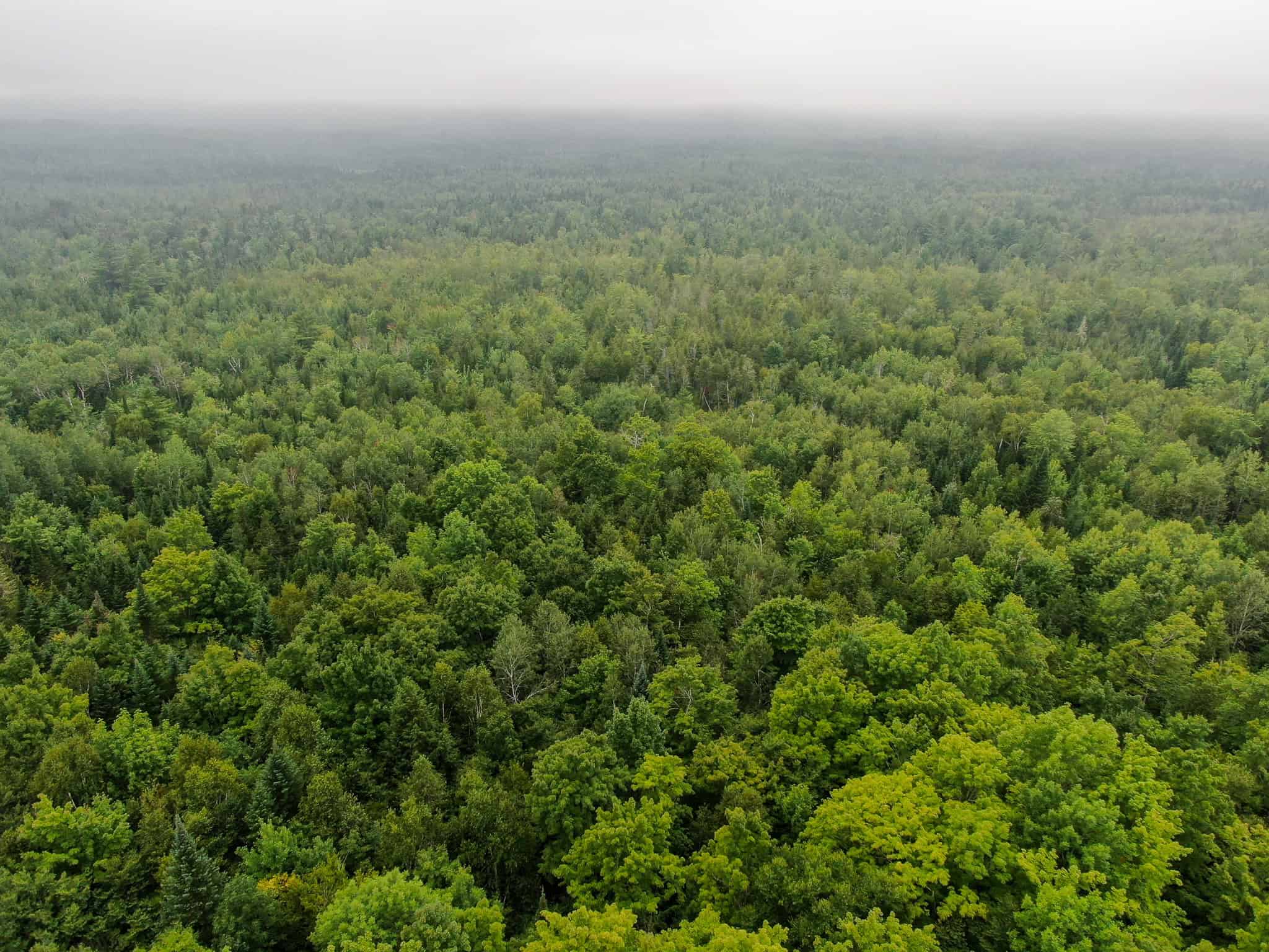 Affordable 20 Acres in the Woods