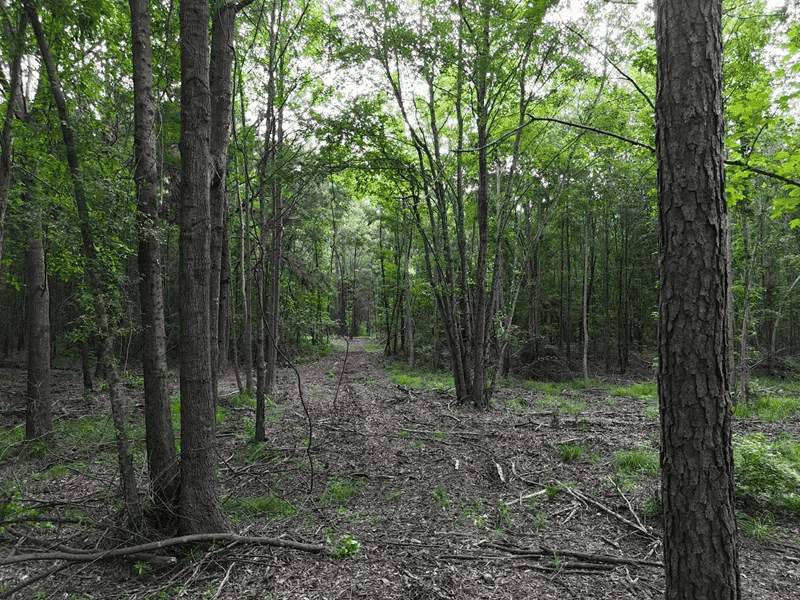 ±24.1 Acres Of East Texas Land With Insulated Shop And Pond
