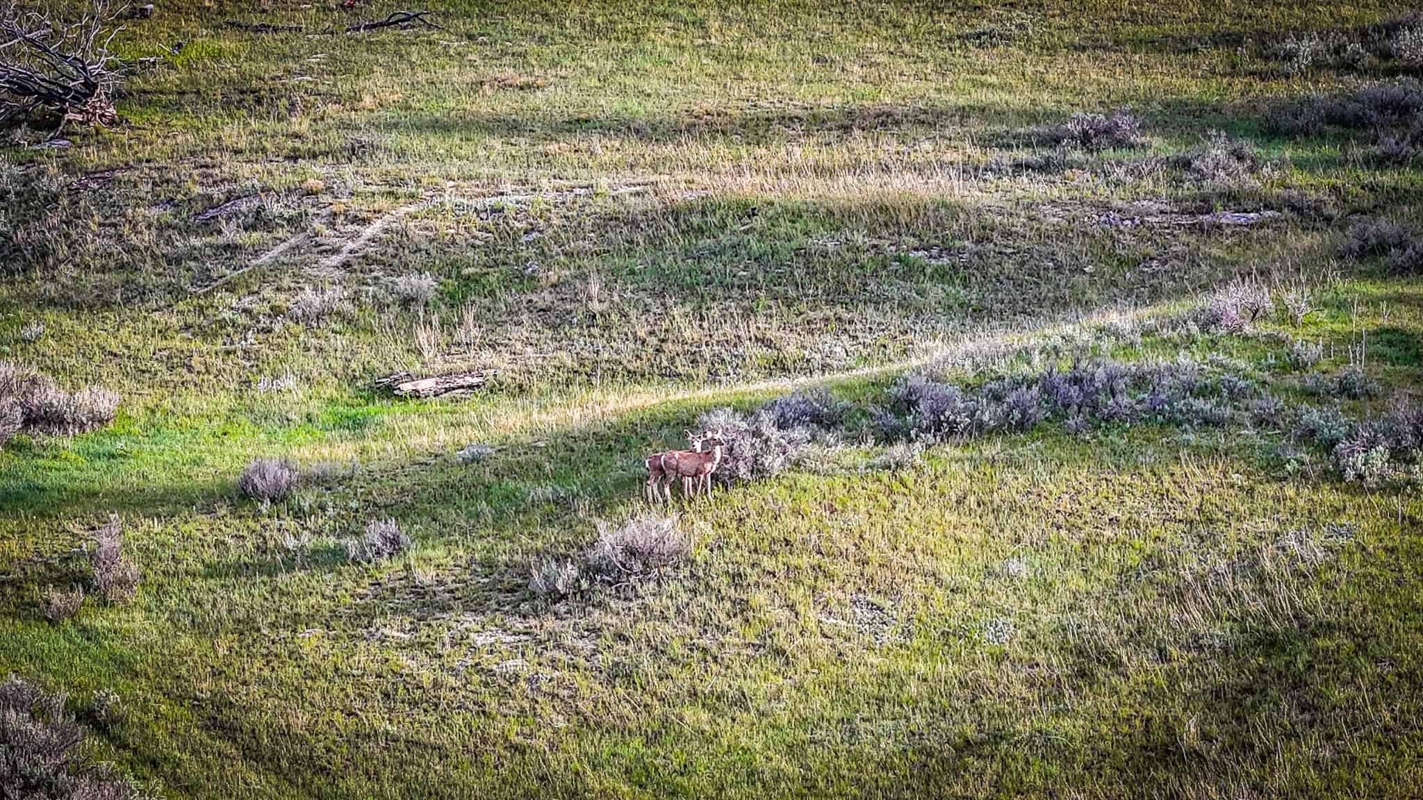 HILLMAN RANCH: A PREMIER ELK HUNTING AND LEGACY RANCH IN MT