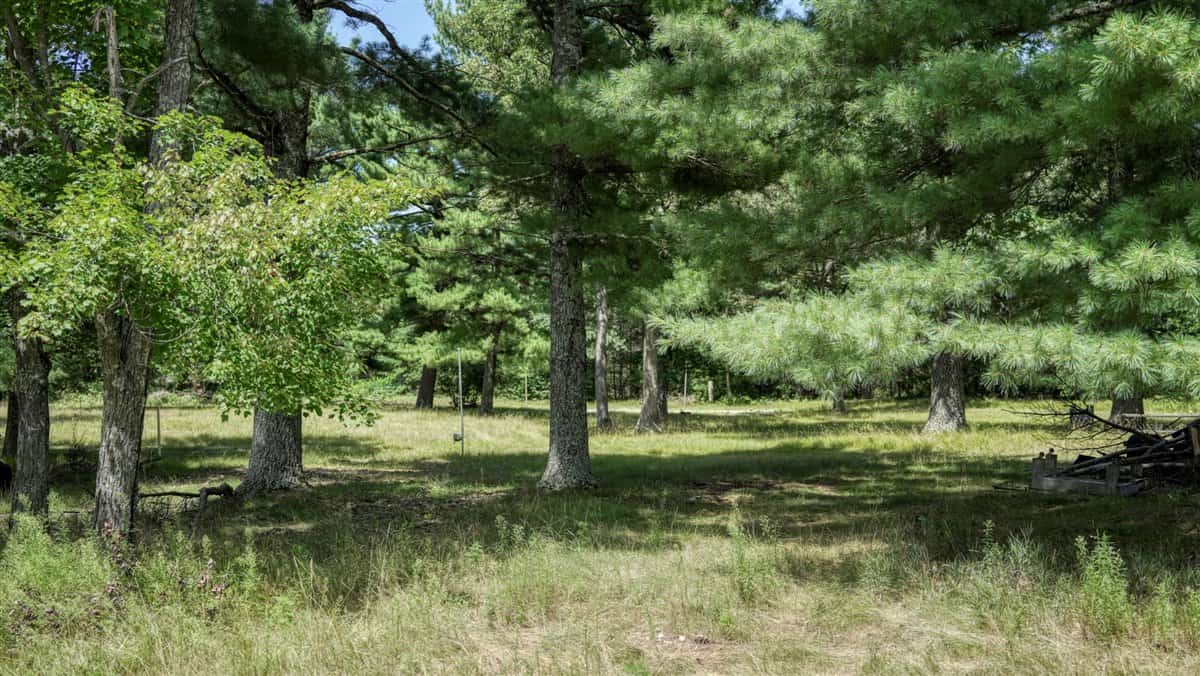 4-Bedroom Home Tucked Away in the Pines