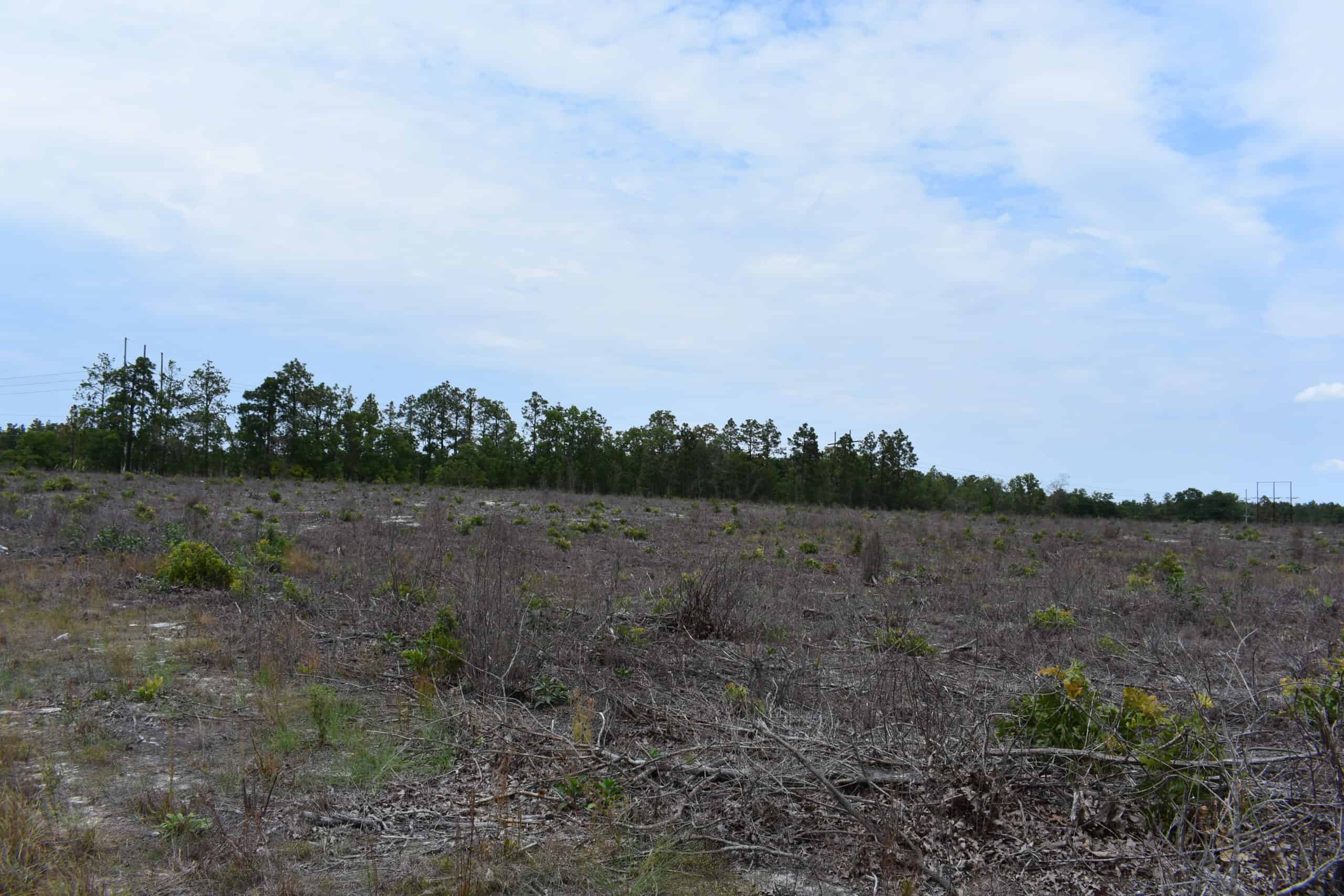 161 +/- Acres in Kershaw County, SC