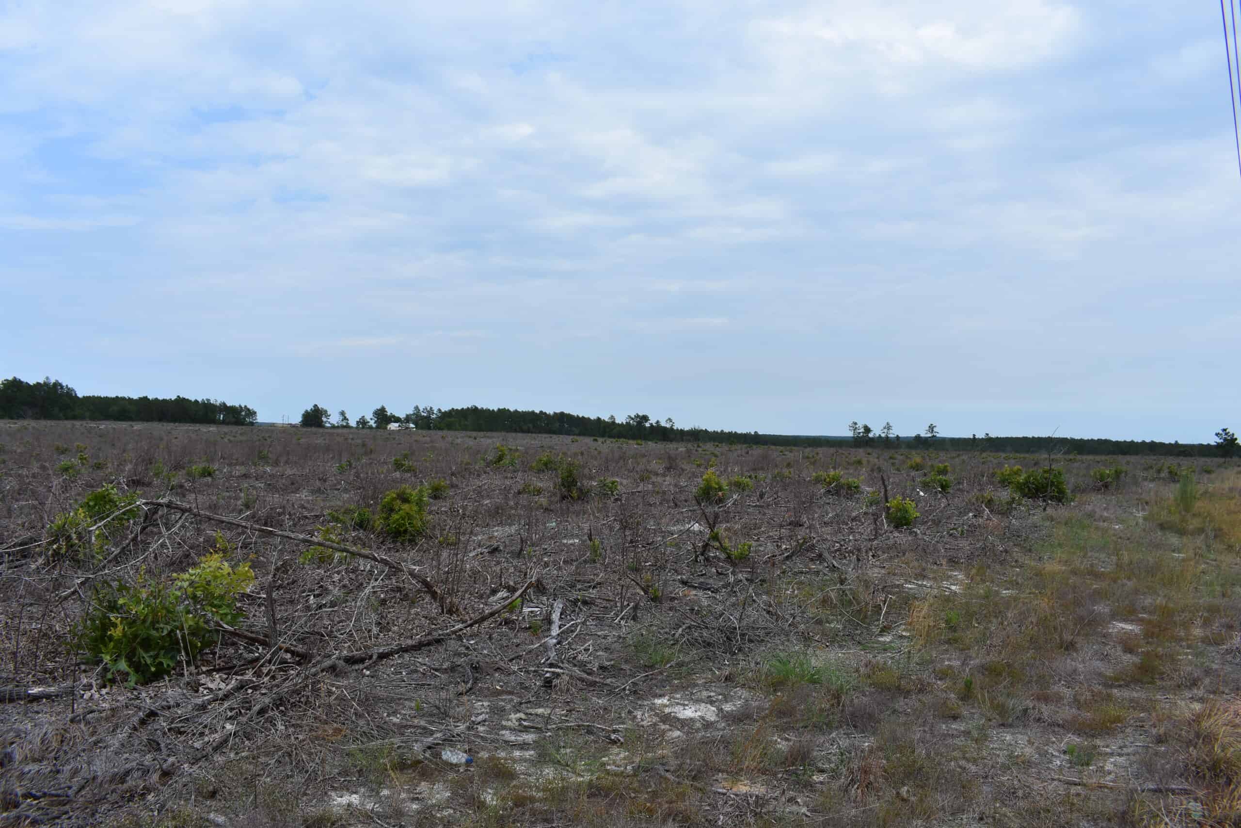 161 +/- Acres in Kershaw County, SC
