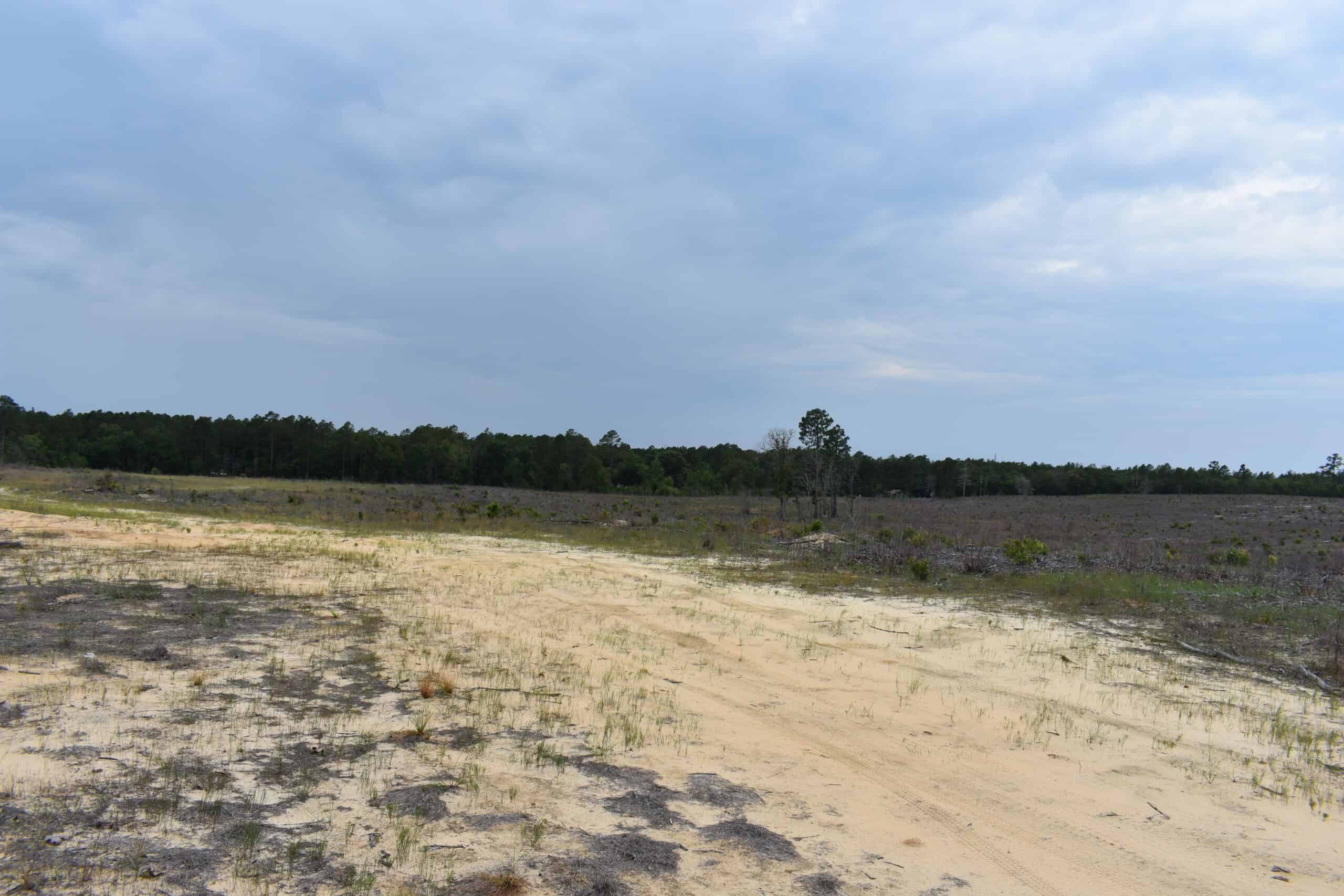 161 +/- Acres in Kershaw County, SC