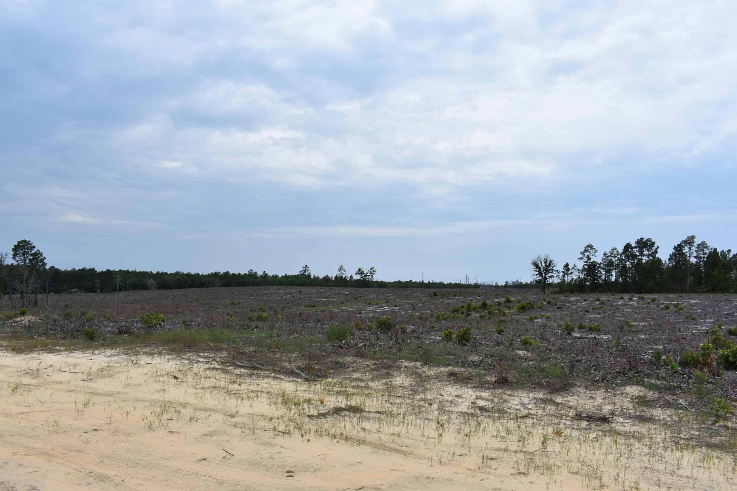 161 +/- Acres in Kershaw County, SC