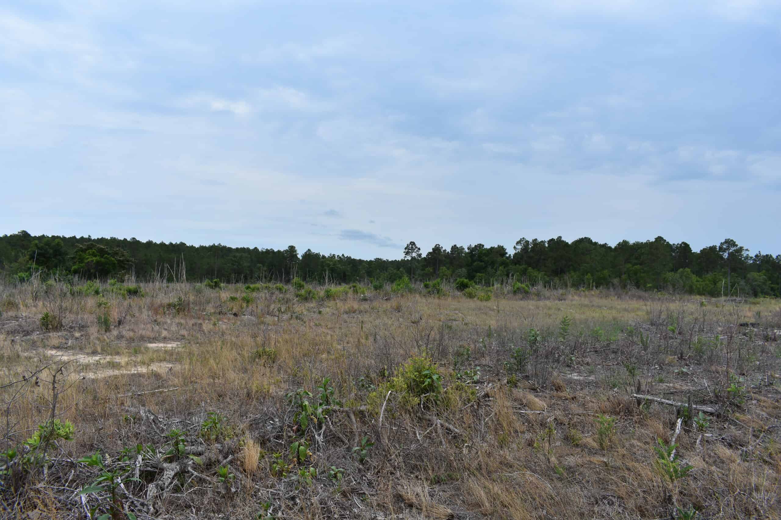 161 +/- Acres in Kershaw County, SC