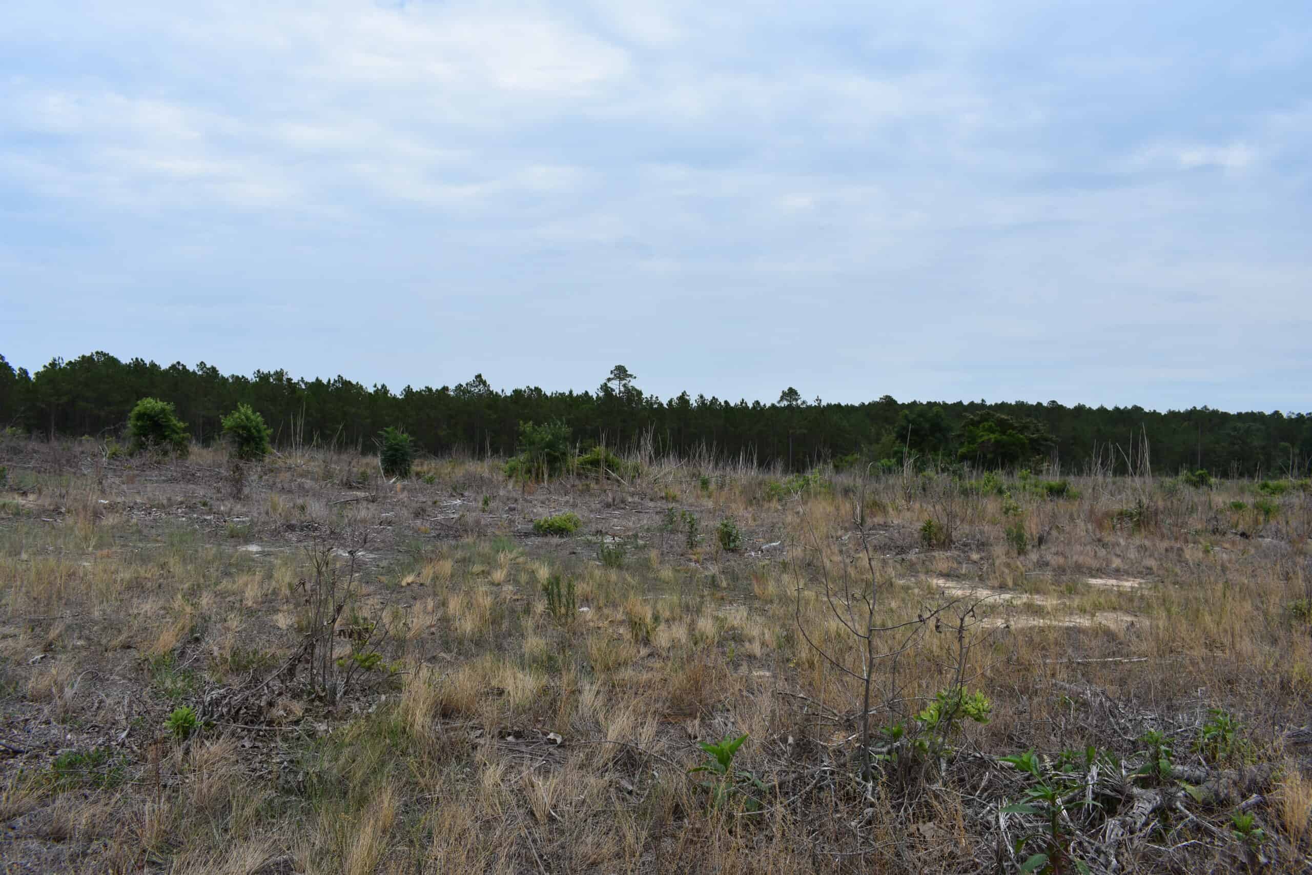 161 +/- Acres in Kershaw County, SC