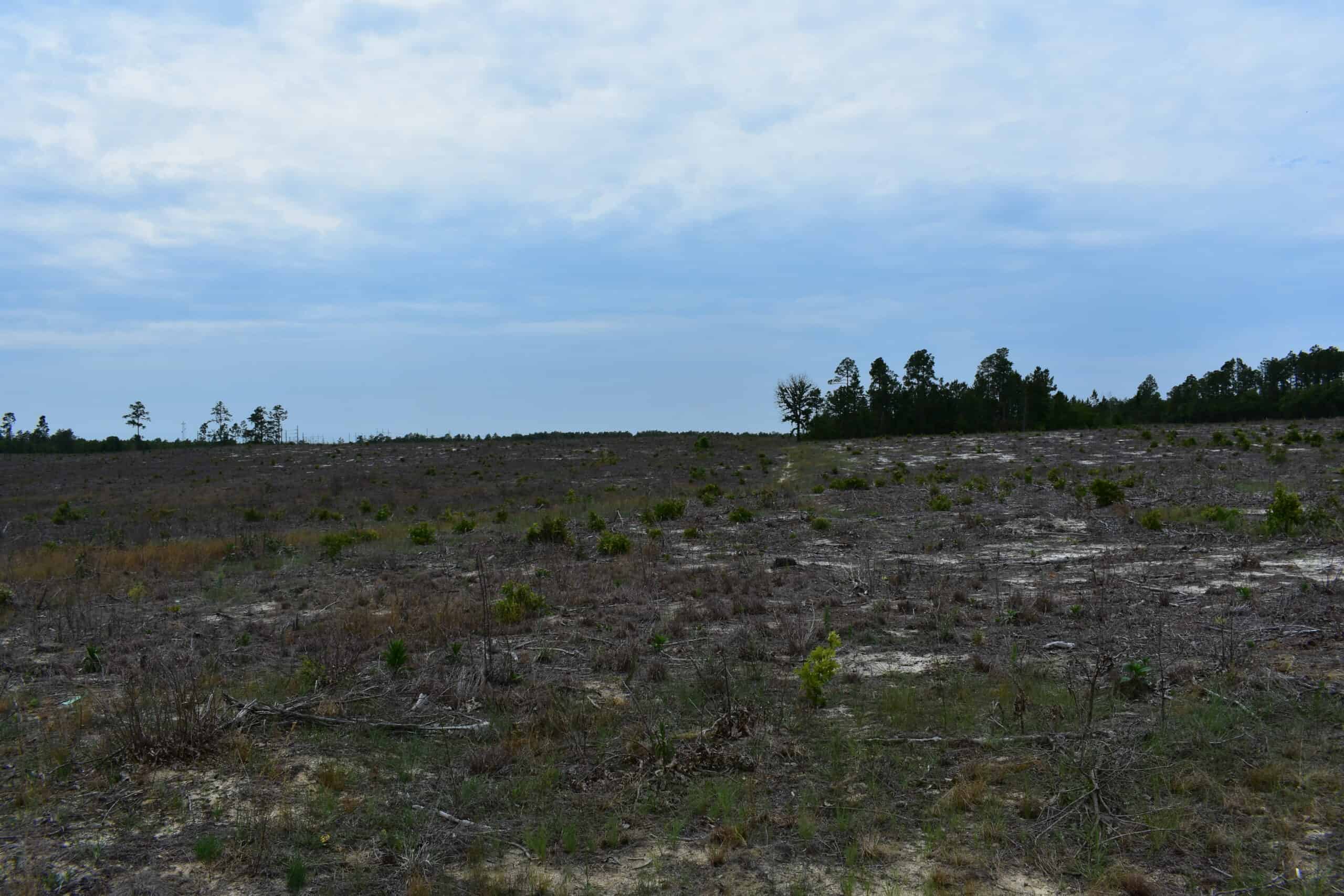 161 +/- Acres in Kershaw County, SC