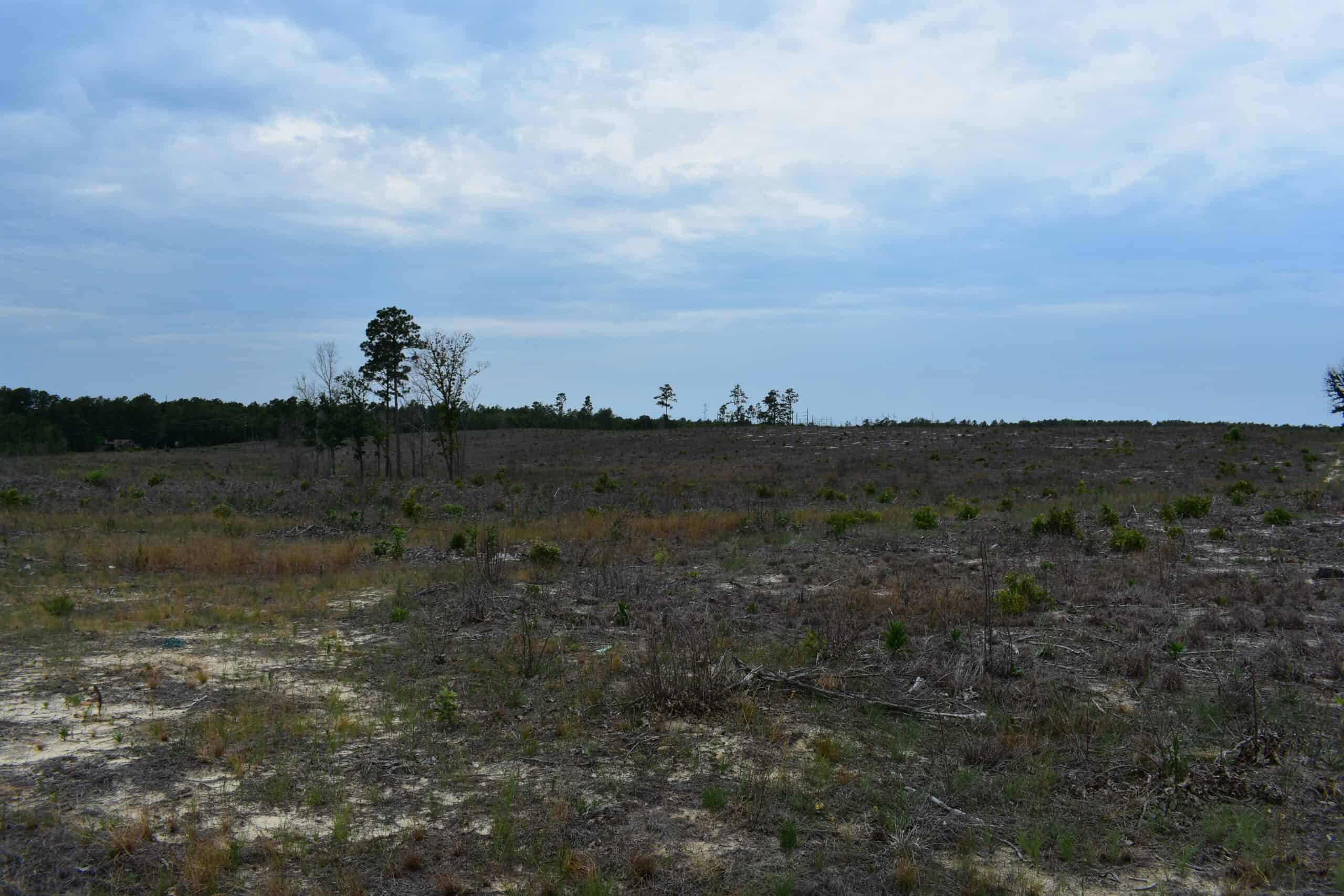 161 +/- Acres in Kershaw County, SC