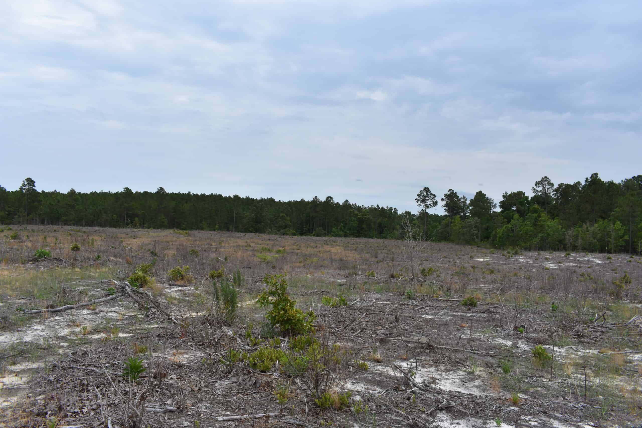 161 +/- Acres in Kershaw County, SC