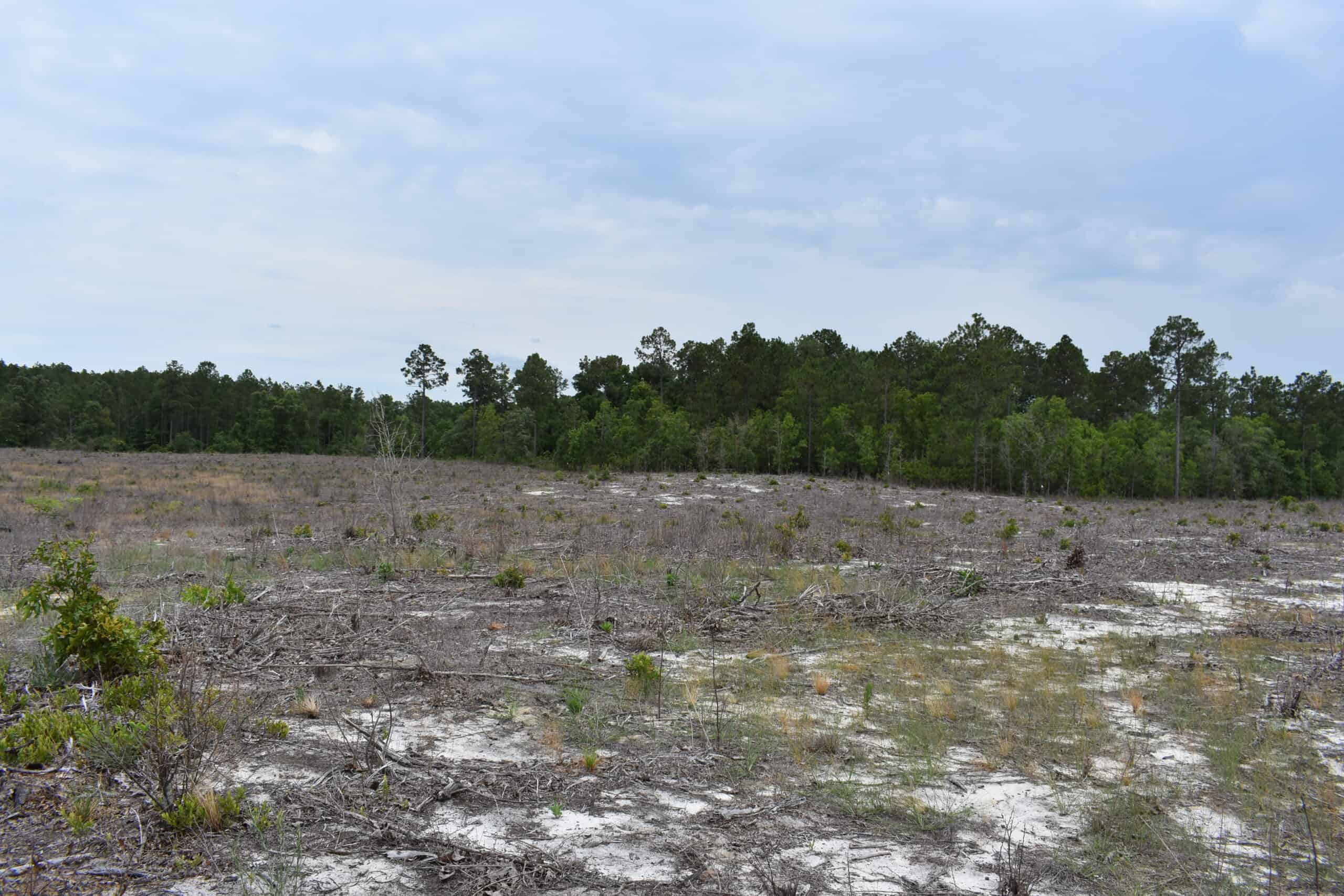 161 +/- Acres in Kershaw County, SC