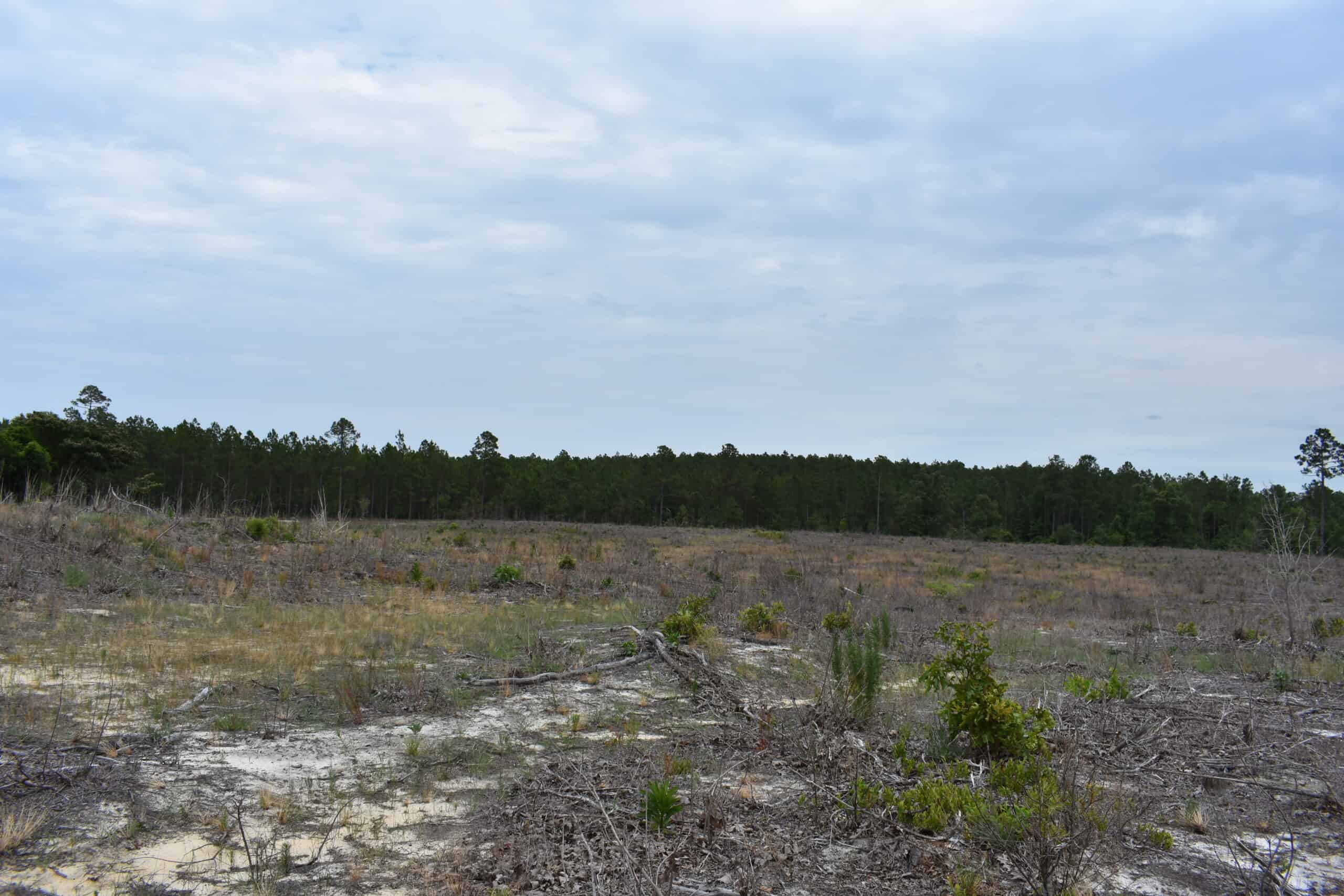 161 +/- Acres in Kershaw County, SC