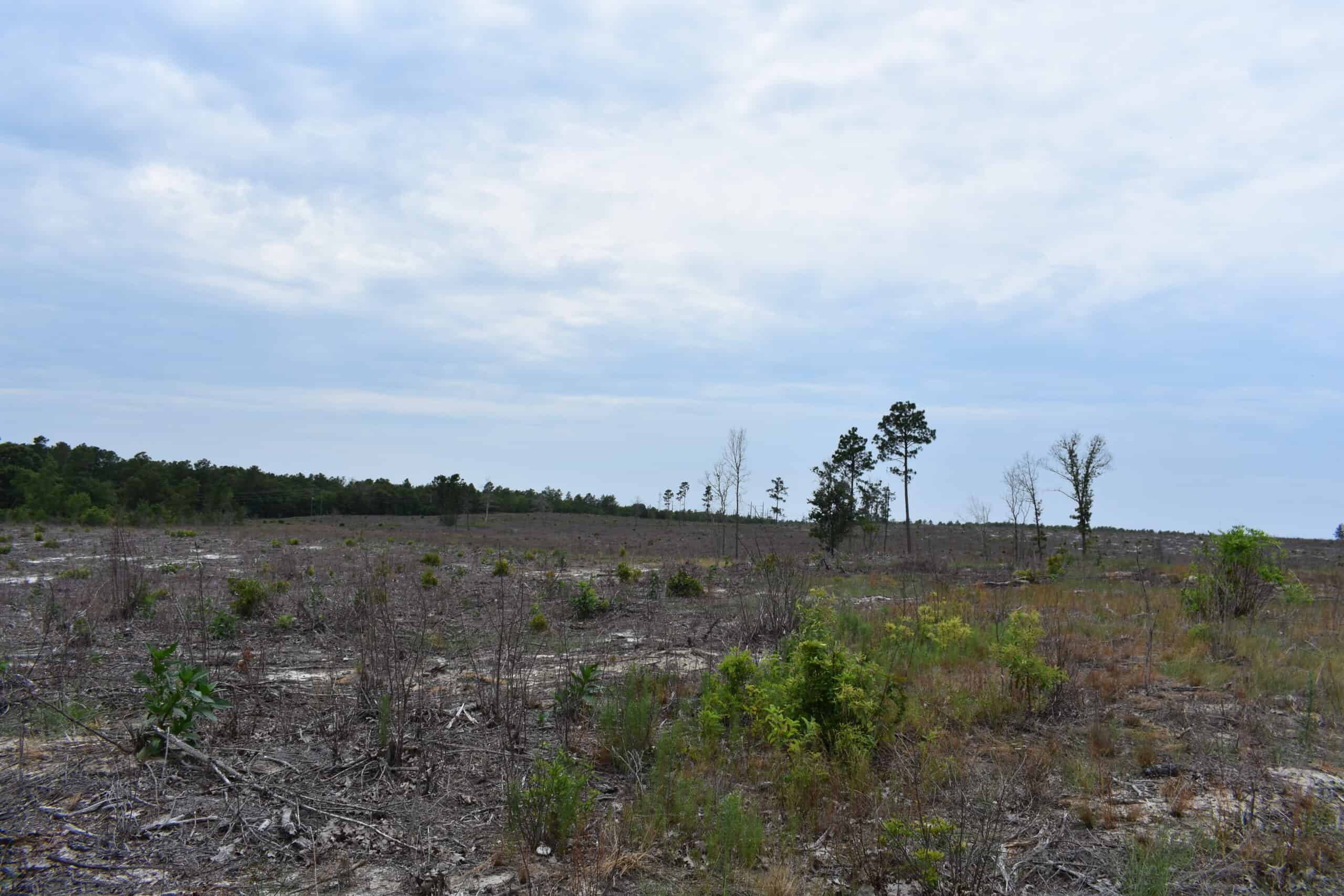 161 +/- Acres in Kershaw County, SC