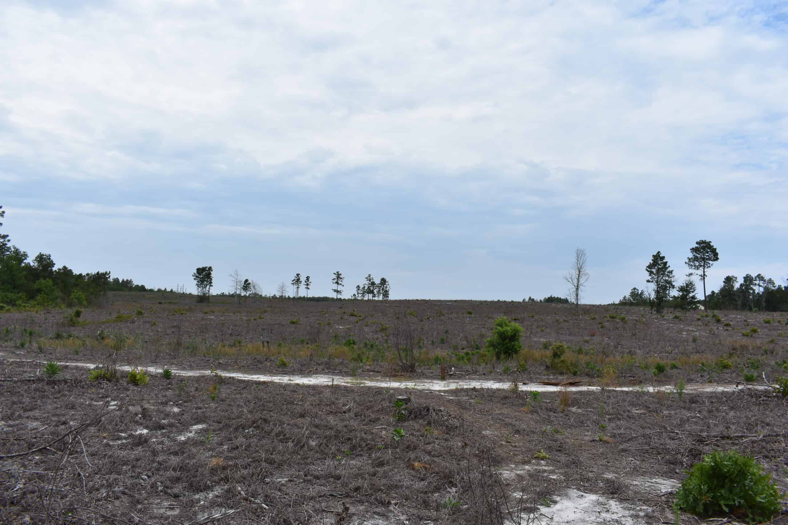 161 +/- Acres in Kershaw County, SC