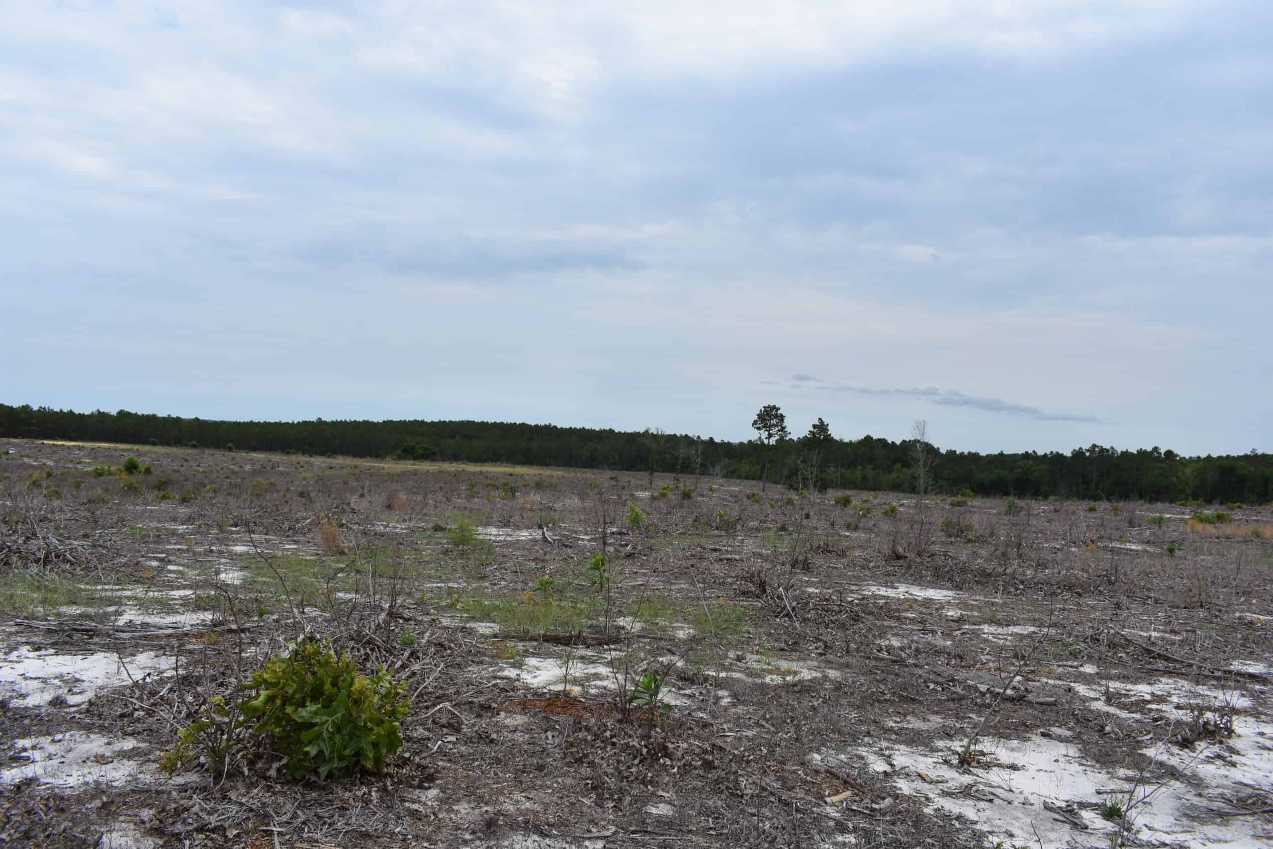 161 +/- Acres in Kershaw County, SC