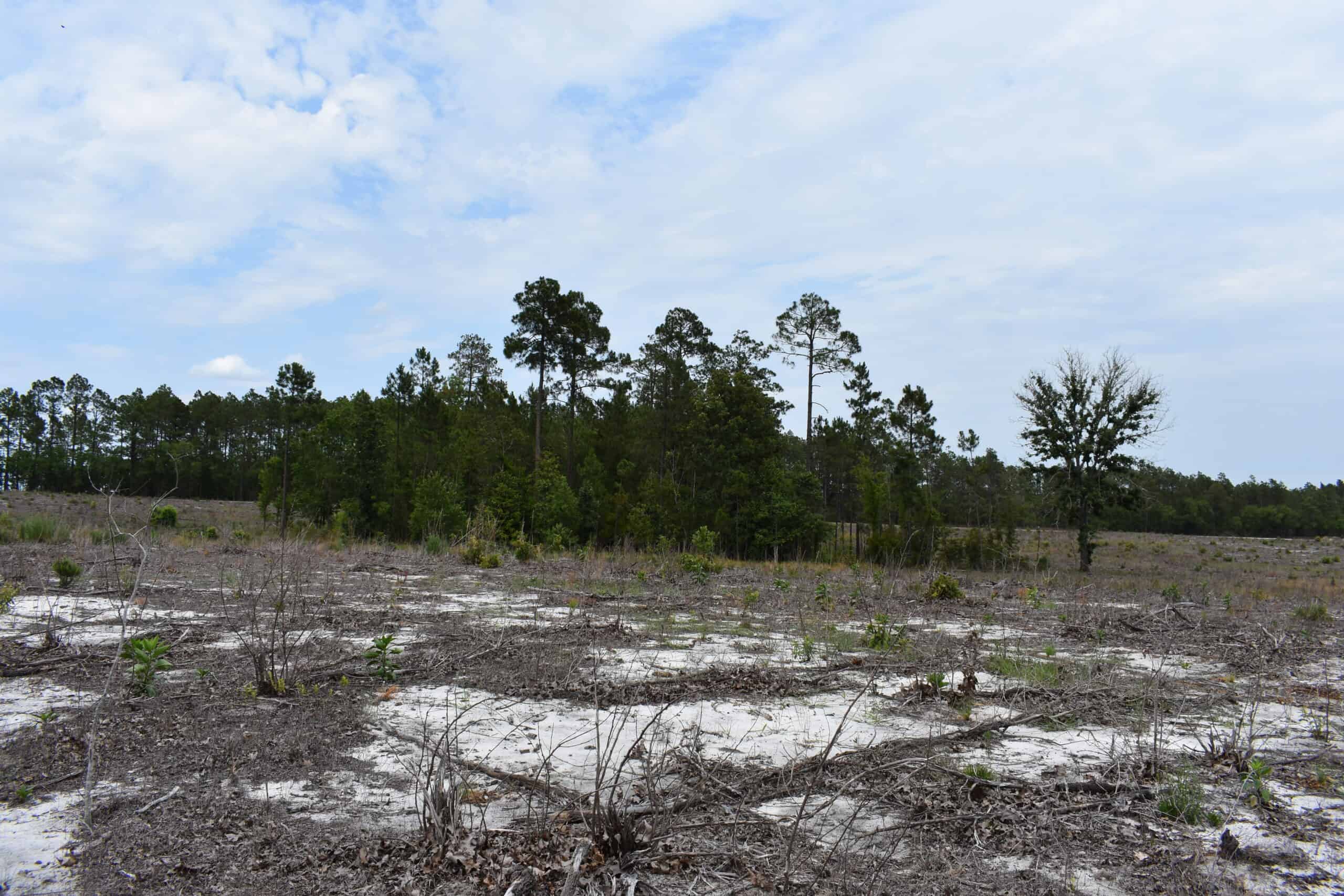 161 +/- Acres in Kershaw County, SC