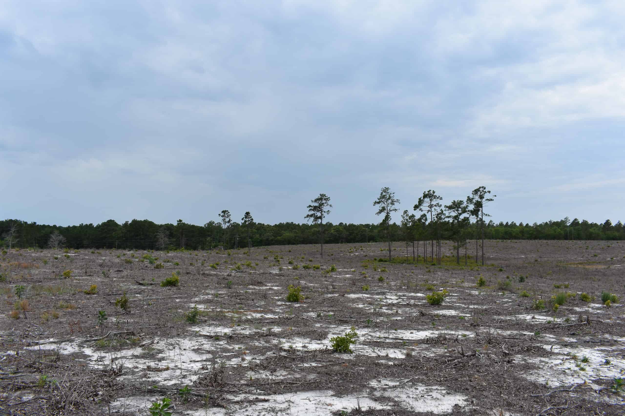 161 +/- Acres in Kershaw County, SC